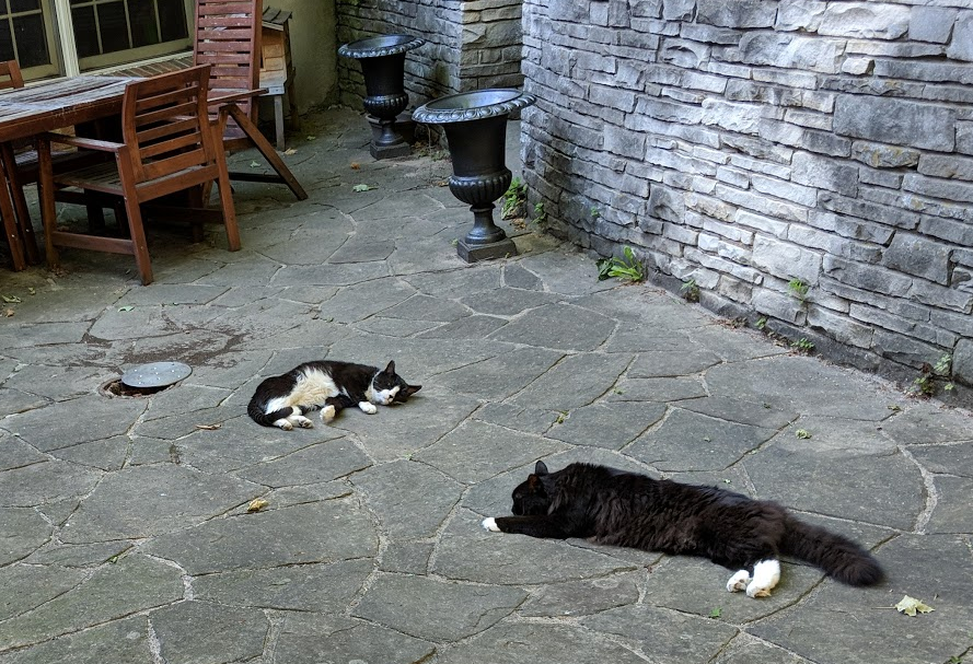 Outdoor cats and air conditioners: just say no