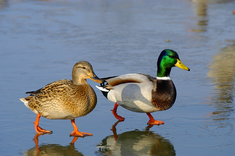 Duck Duck Toddler. A Waterloo Park Adventure