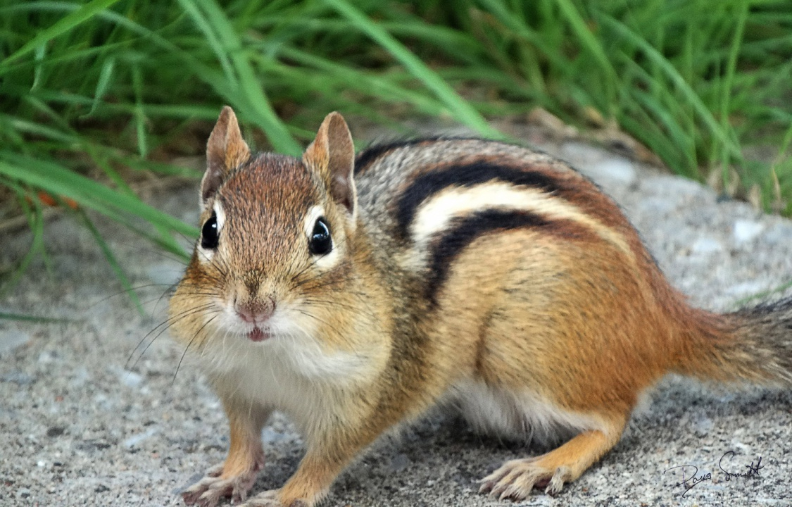 Whodunnit: the case of the chipmunk