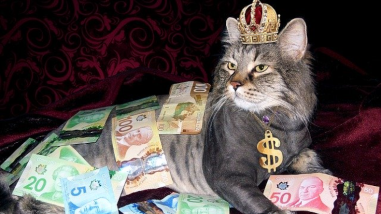 Cat With Money